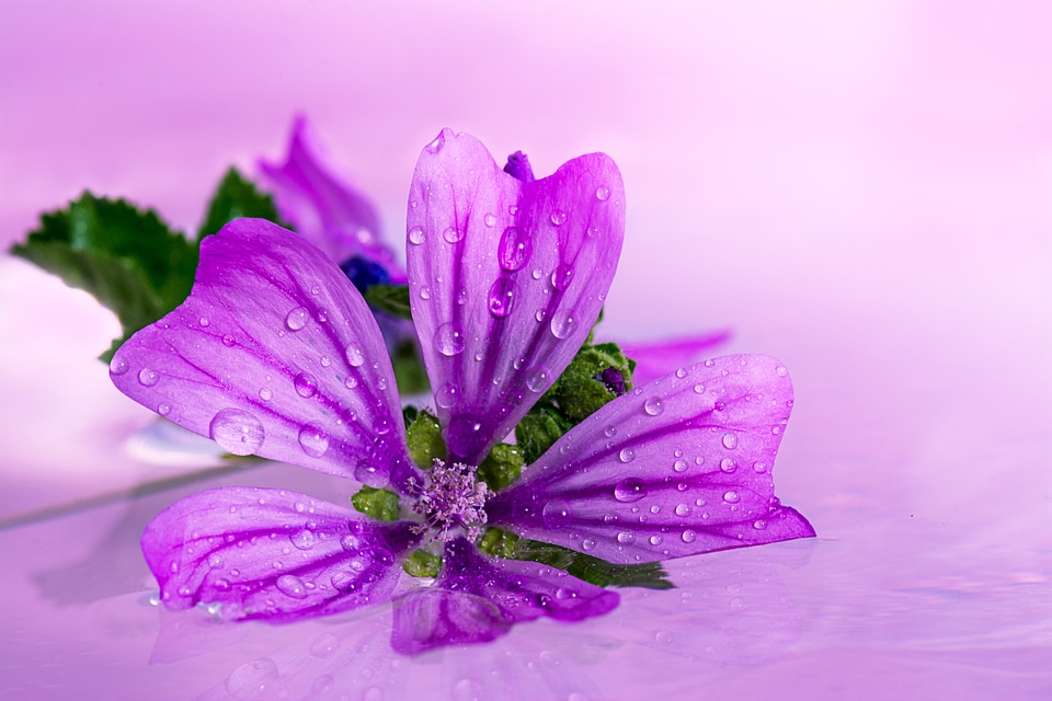 Nature wild flowers wild flower