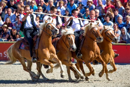 02Haflinger 20161698