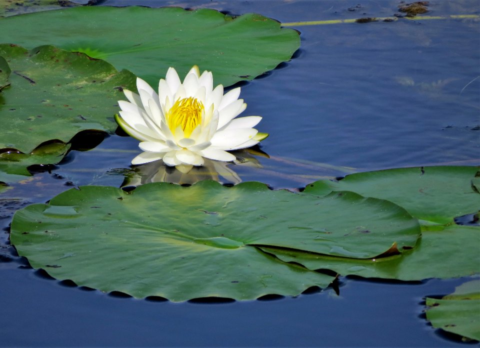 Water Lily