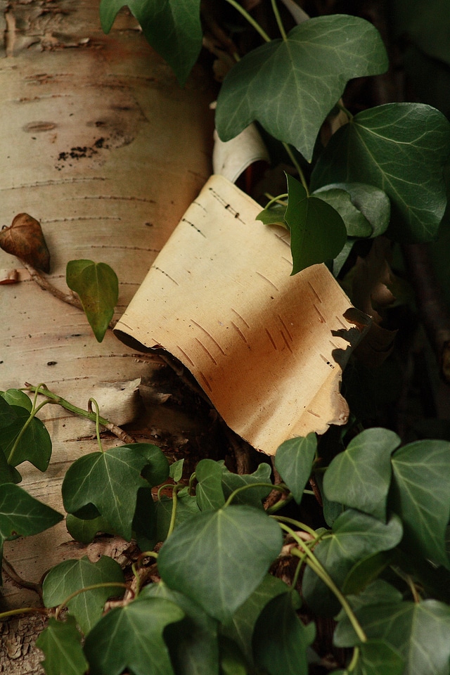Nature ivy leaf