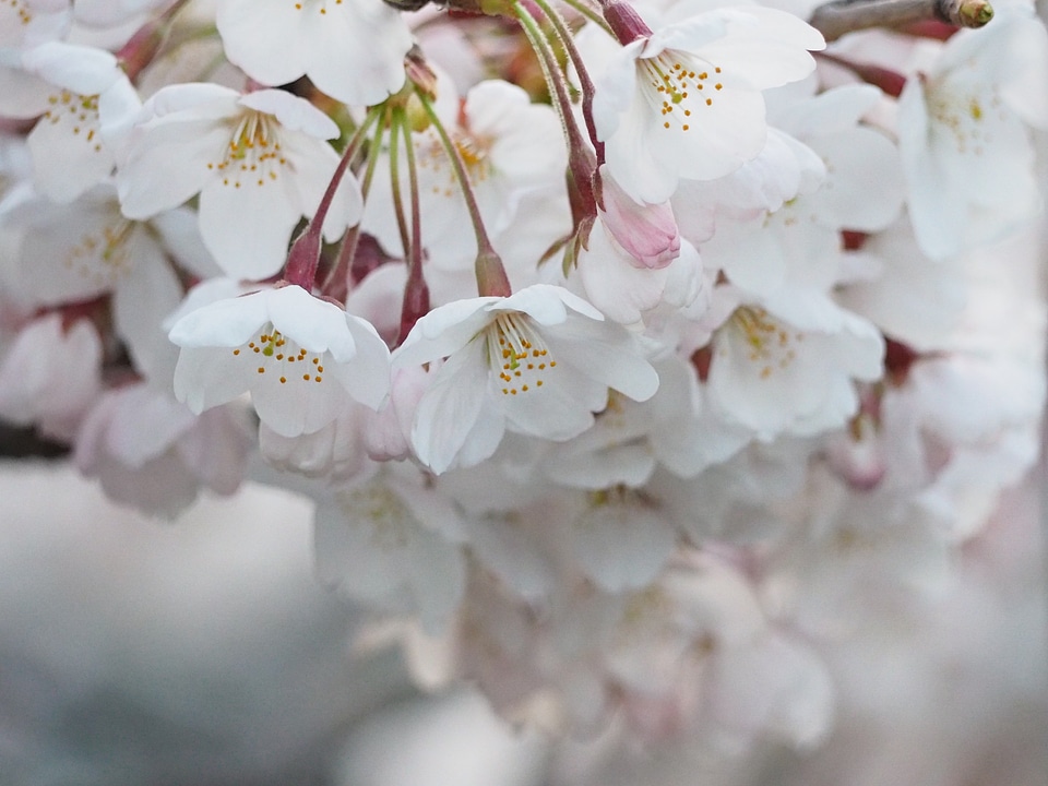 Japan spring flowers