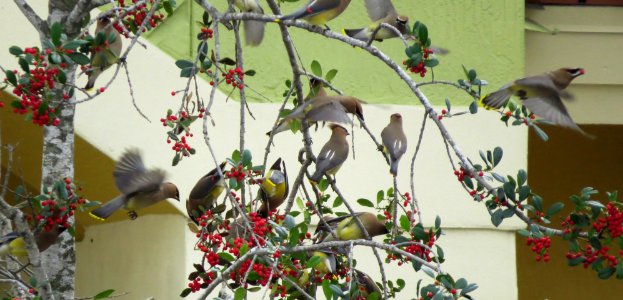 Cedar Waxwings photo