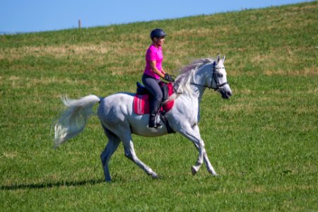 Dschesim 20166652