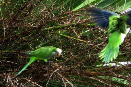Monk Parakeets photo