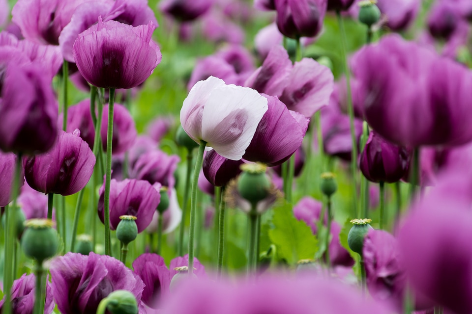 Nature field of poppies flowers