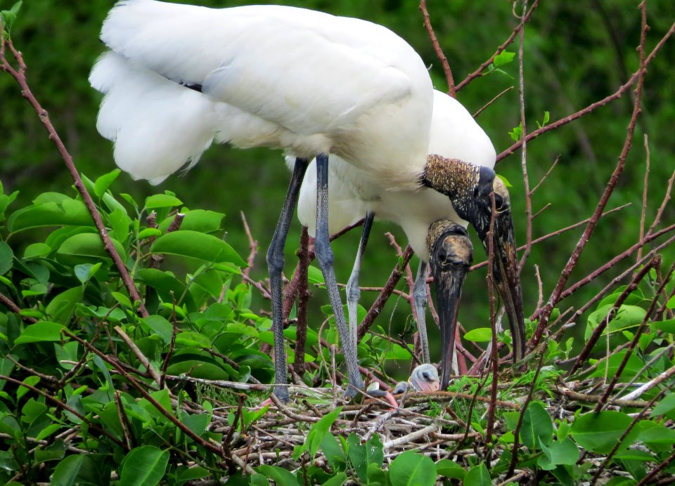 Wood Stork family