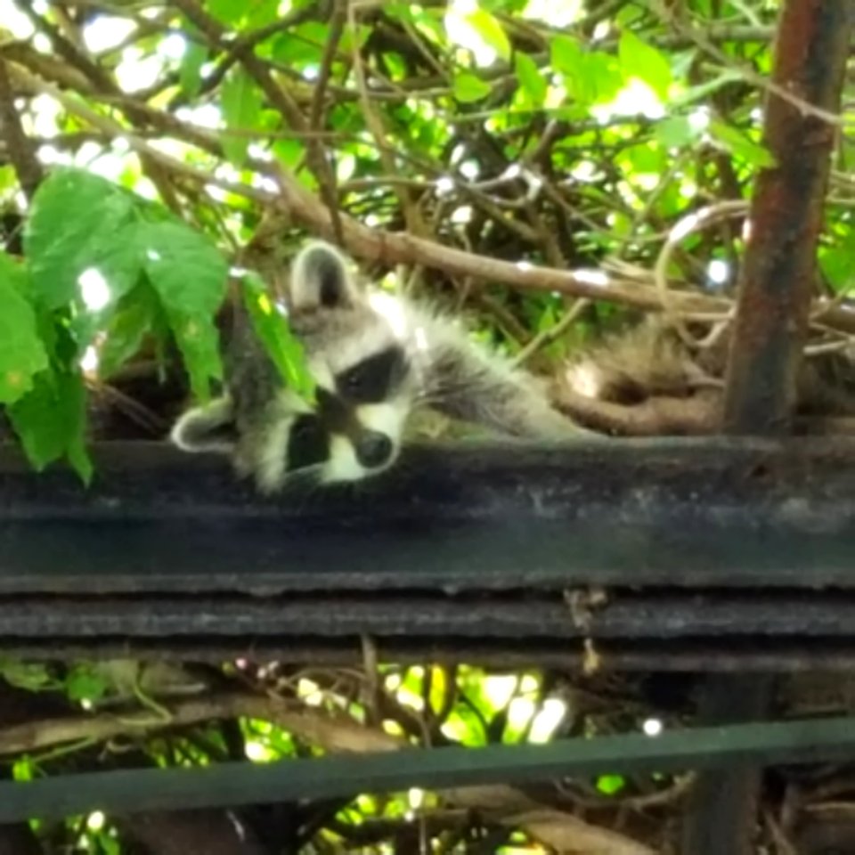 Racoon in Central Park
