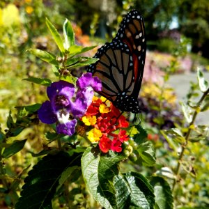 Central Park Butterfly