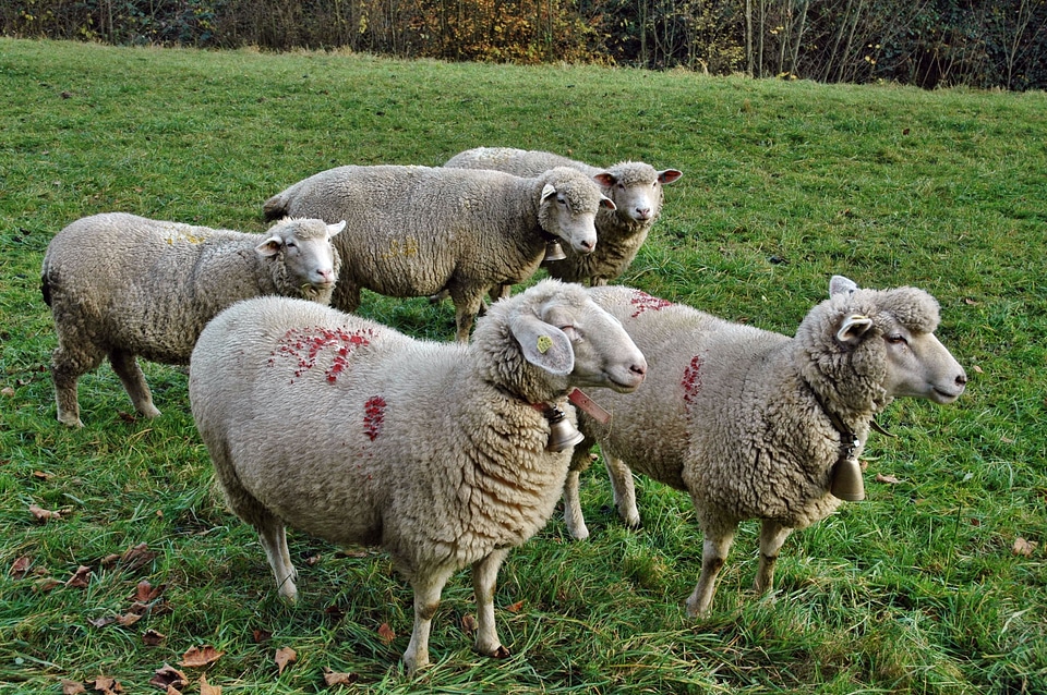 Sheep flock of sheep pasture