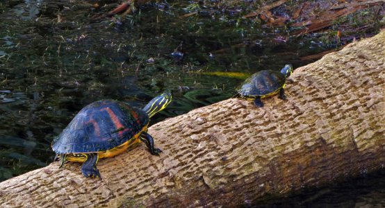 Turtles at Green cay