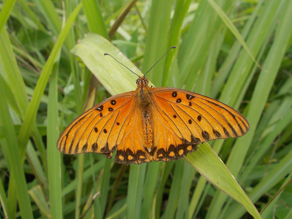 Nature black orange