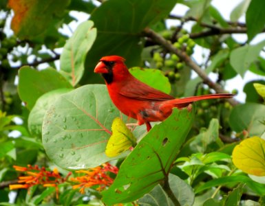 Northern Cardinal