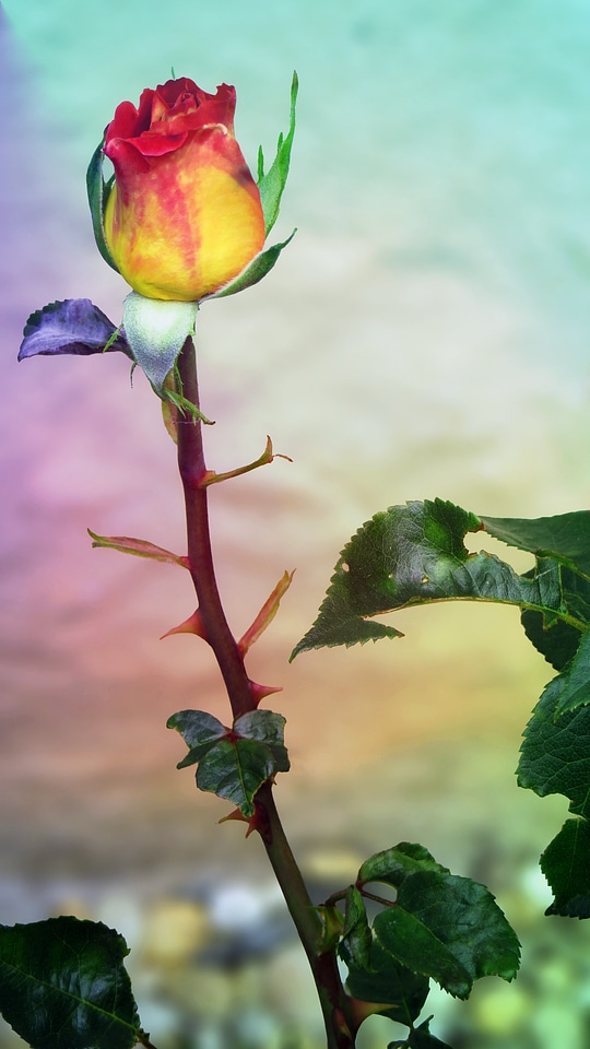 Sublime noble flower