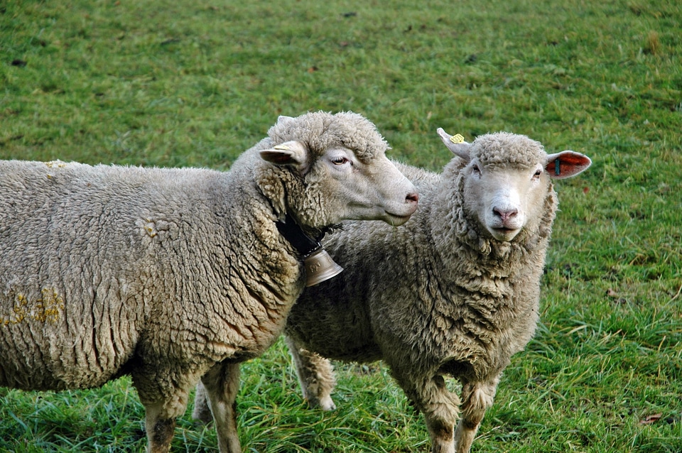 Sheep pasture livestock