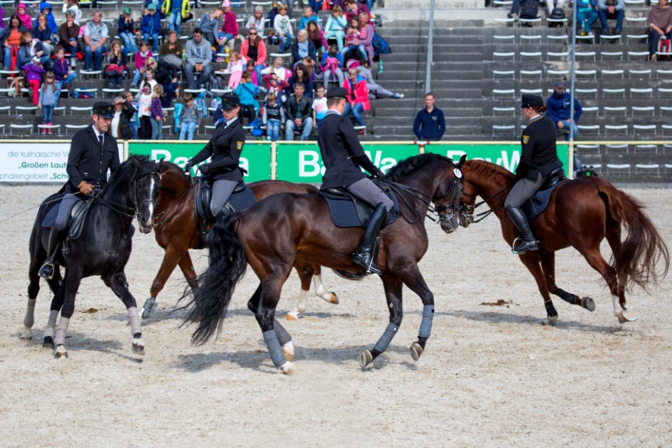 Dressurquartett 20168695