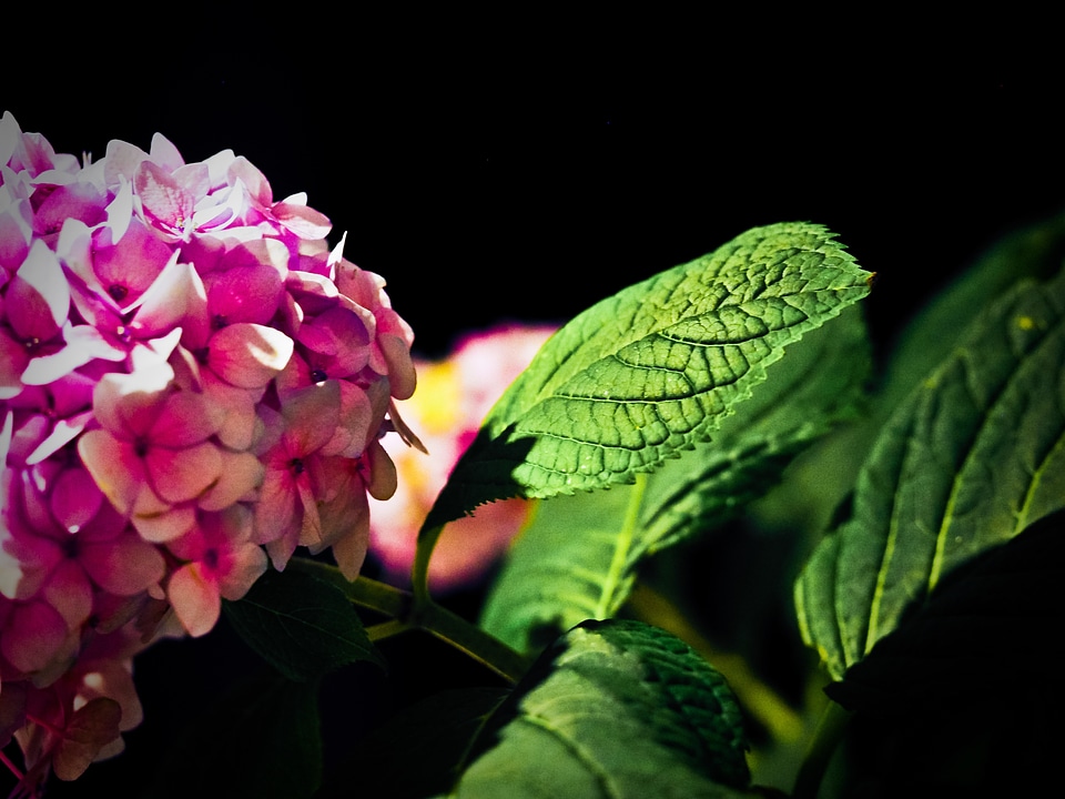 Bloom nature pink flower