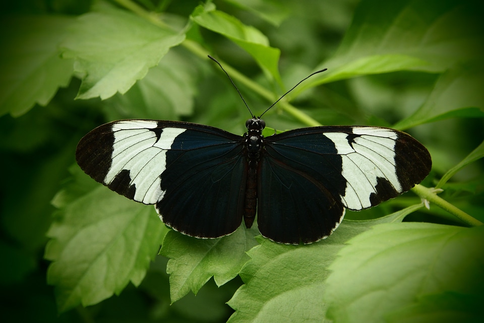 Open wings black and white nature
