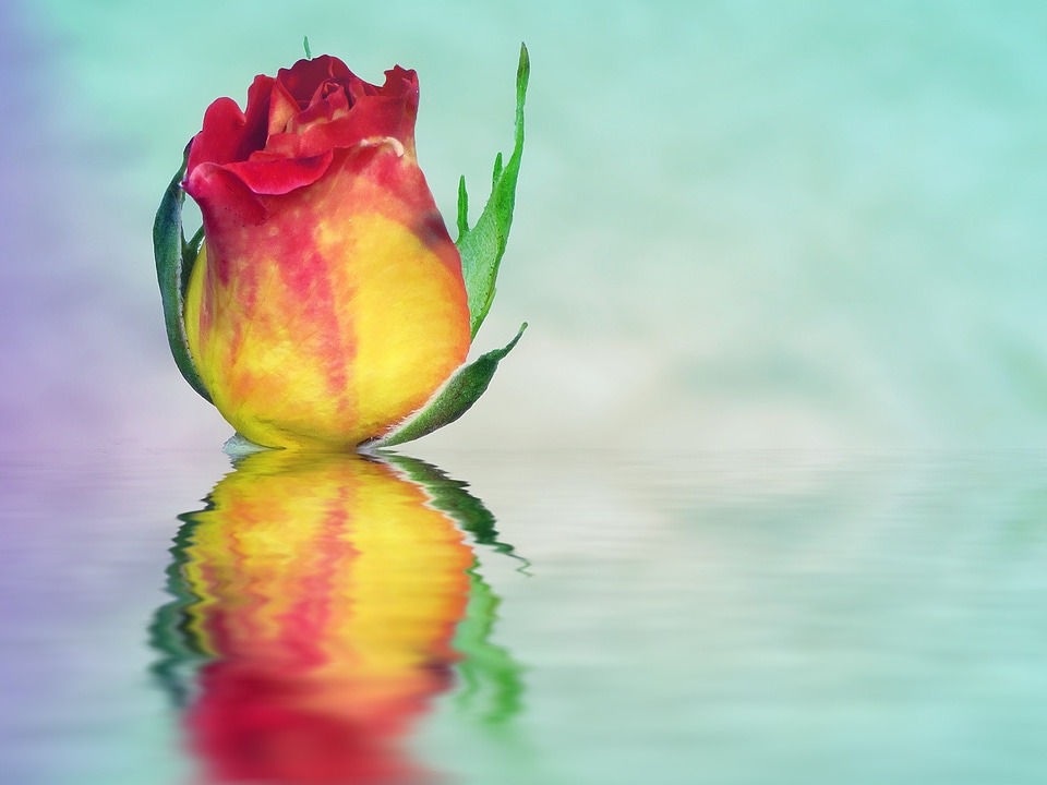 Sublime noble flower