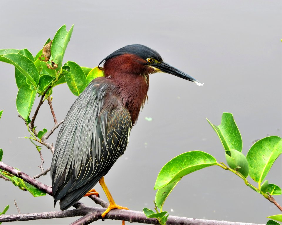 Green Heron photo