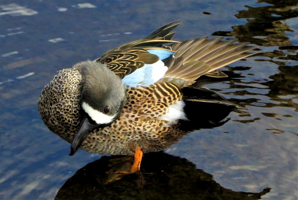 Blue-winged Teal