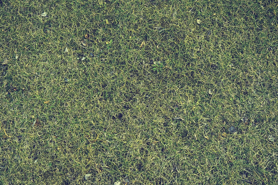 Texture nature green