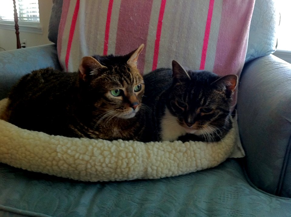 cats1