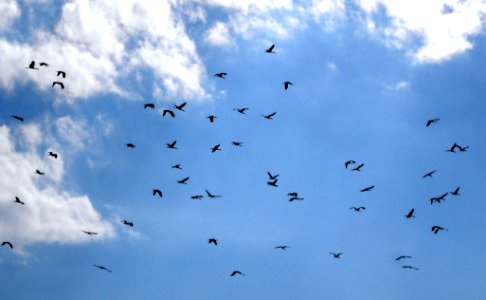 Migrating storks photo