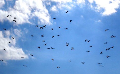 Migrating storks