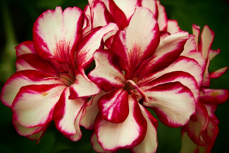 Red white nature