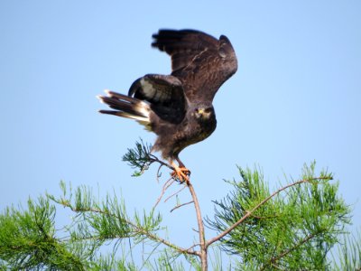 Snail Kite