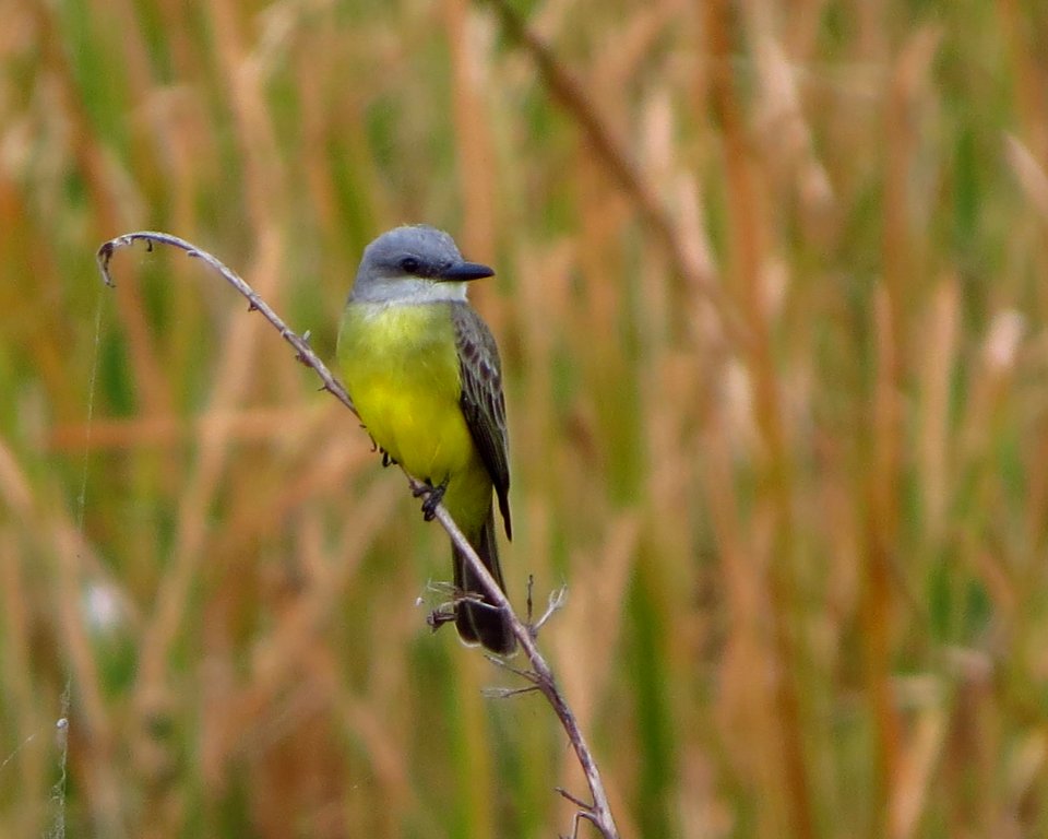 Tropical Kingbird