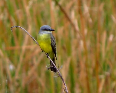Tropical Kingbird