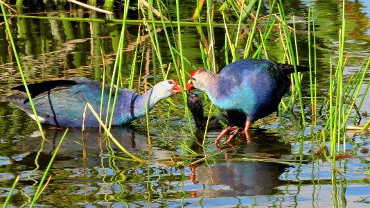 Gray-headed Swamphen family