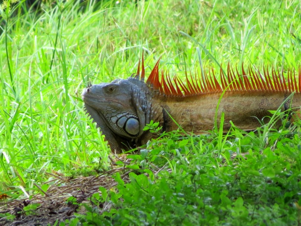 Iguana