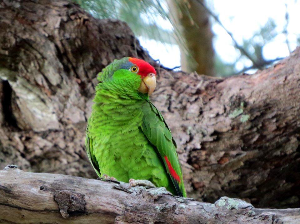 Red-crowned Parrot