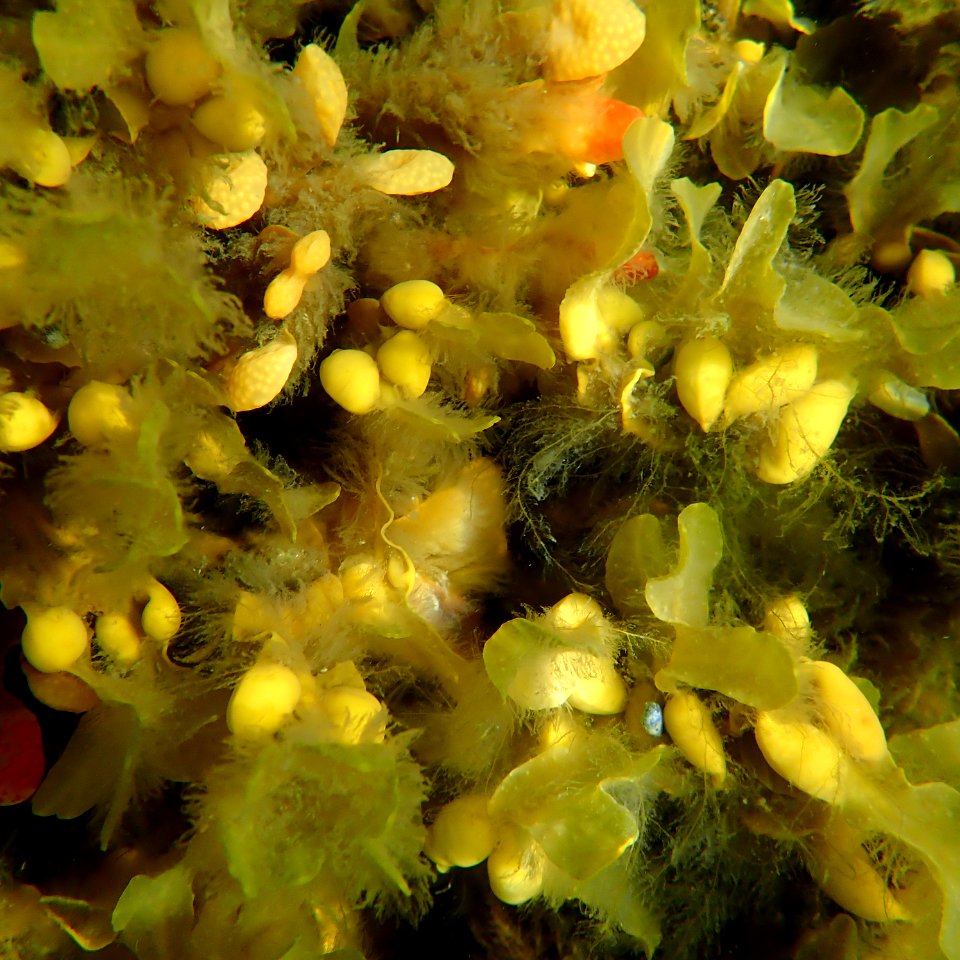Olympus TG-5 underwater view. Under the kayak