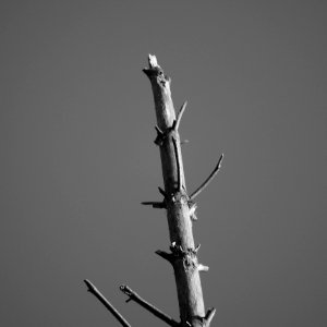Dead tree photo