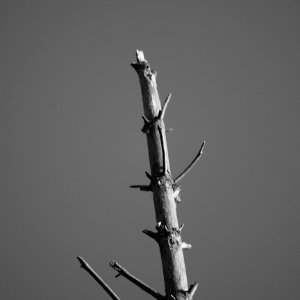 Dead tree