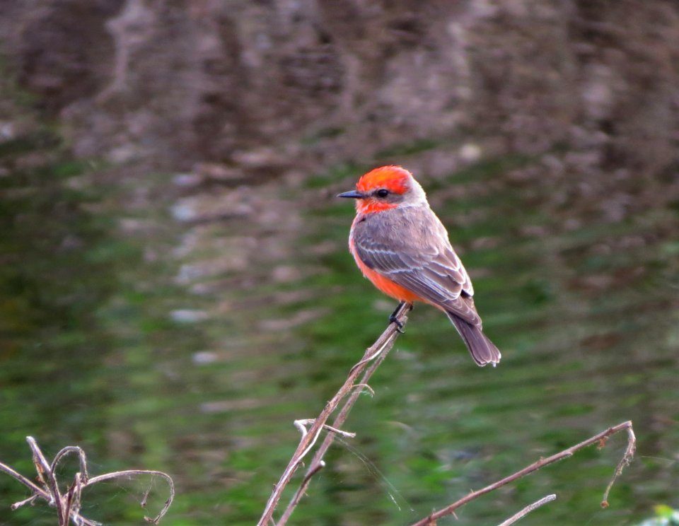 Vermilion Flycatcher