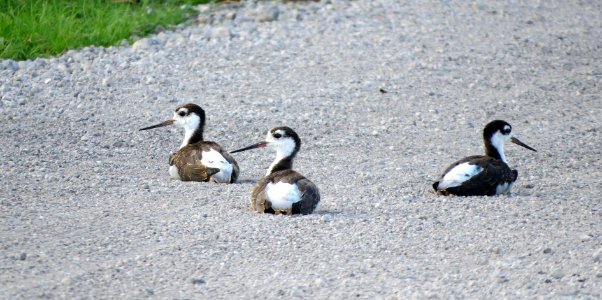 Black-necked Stilts