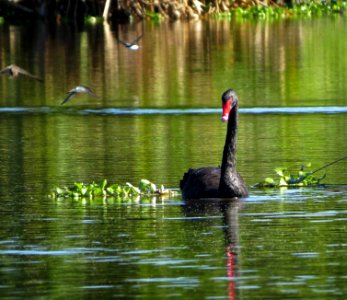Black Swan