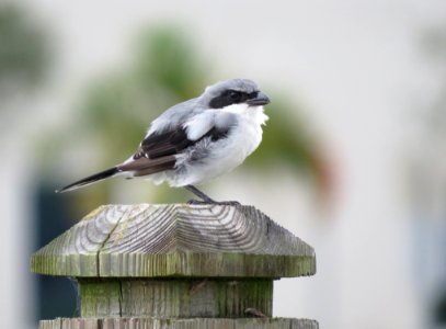 Loggerhead Shrike photo