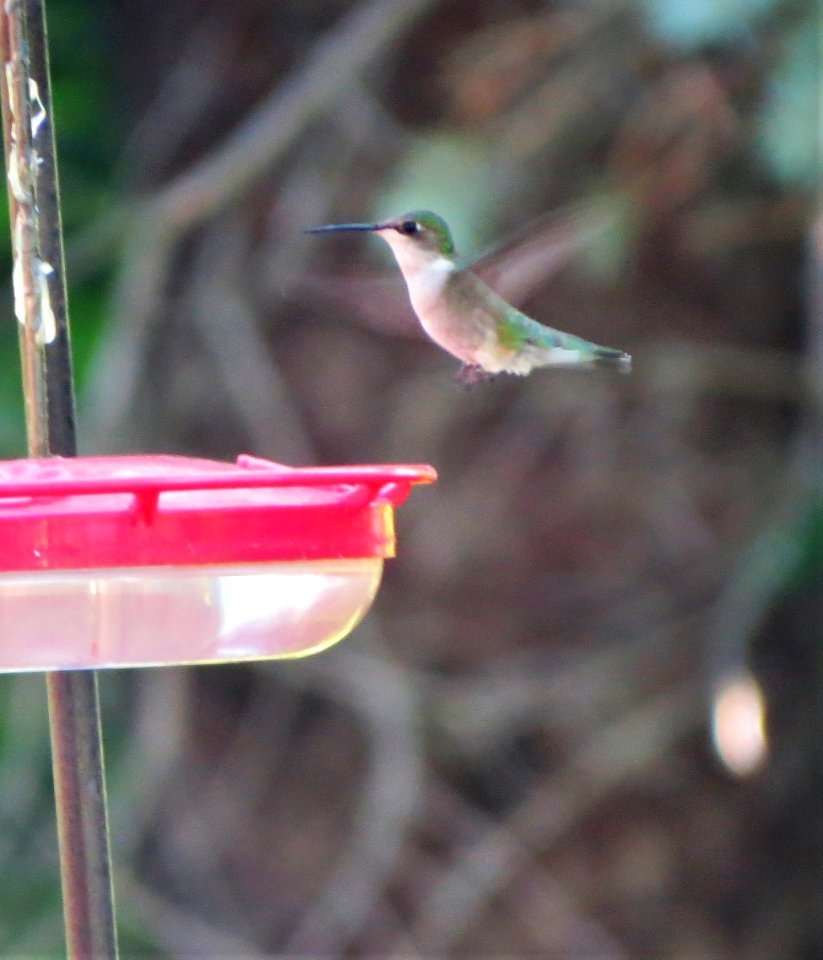 Ruby-throated Hummingbird