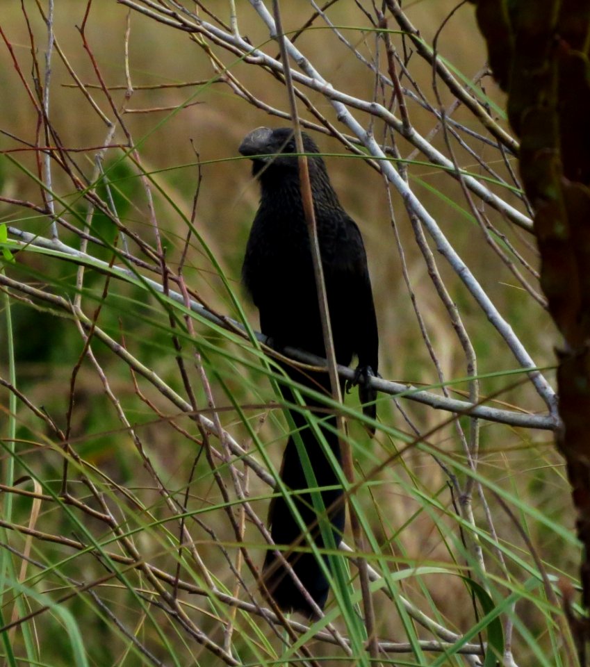 Smooth-billed Ani