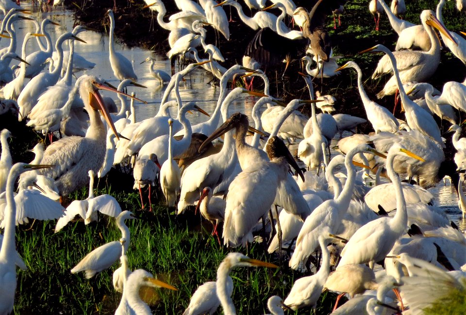 Waders and Pelicans