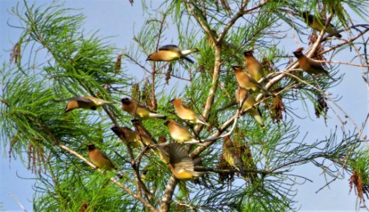 Cedar Waxwings photo