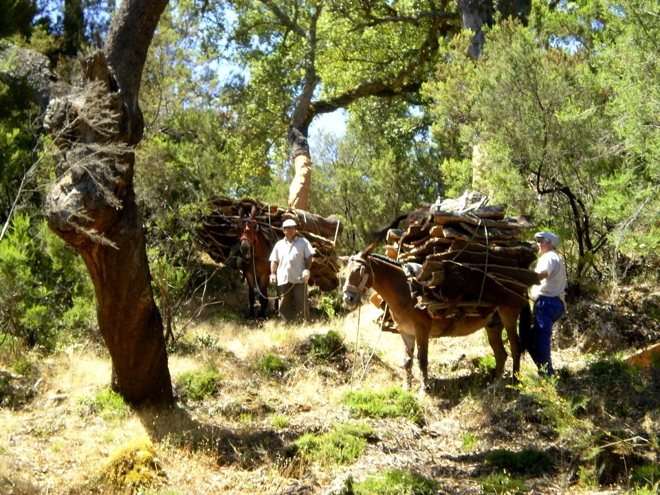 Bringing in the cork (FutureLearn Propaganda & Ideology MOOC, Week 3 - Nature)