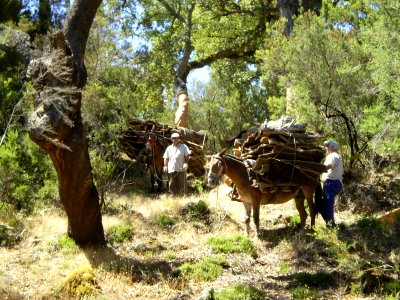 Bringing in the cork (FutureLearn Propaganda & Ideology MOOC, Week 3 - Nature)