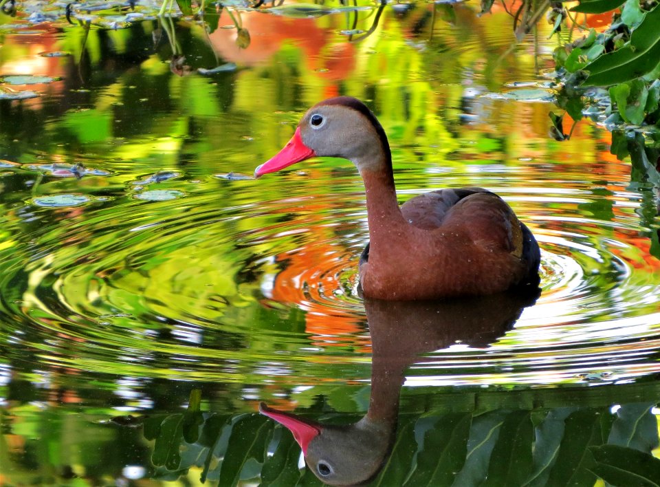 Black-bellied Whistling Duck