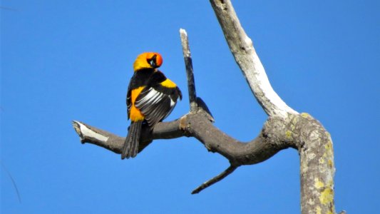 Spot-breasted Oriole